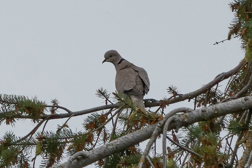 Eurasian Collared-Dove - ML618730595
