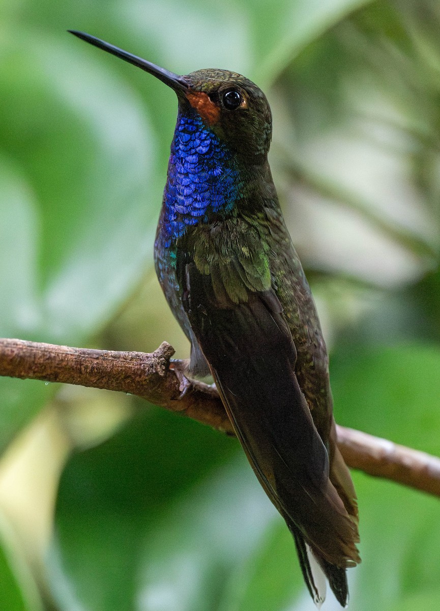 kolibřík irisový - ML618730621