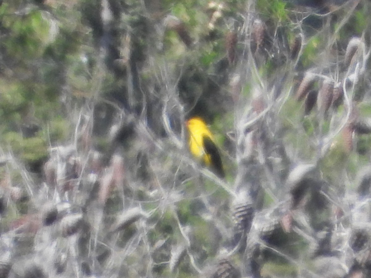 Eurasian Golden Oriole - ML618730636
