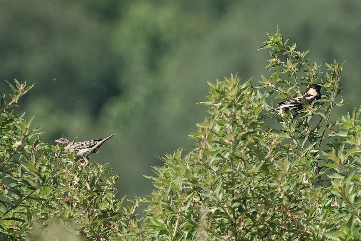 bobolink americký - ML618730669