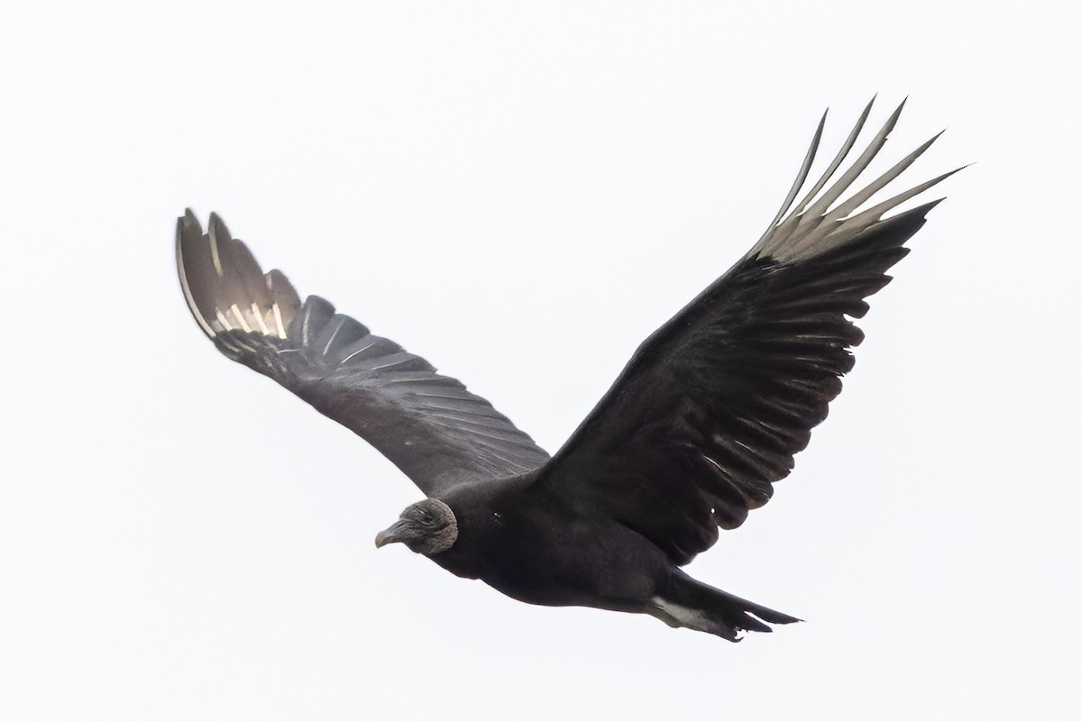 Black Vulture - Scott Young