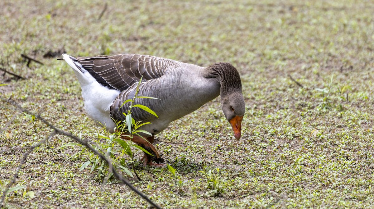 Graylag Goose (Domestic type) - ML618730686