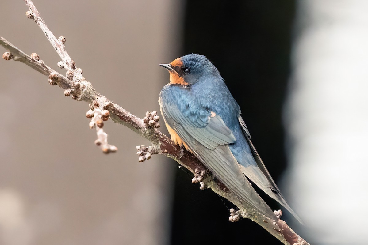 Barn Swallow - ML618730695