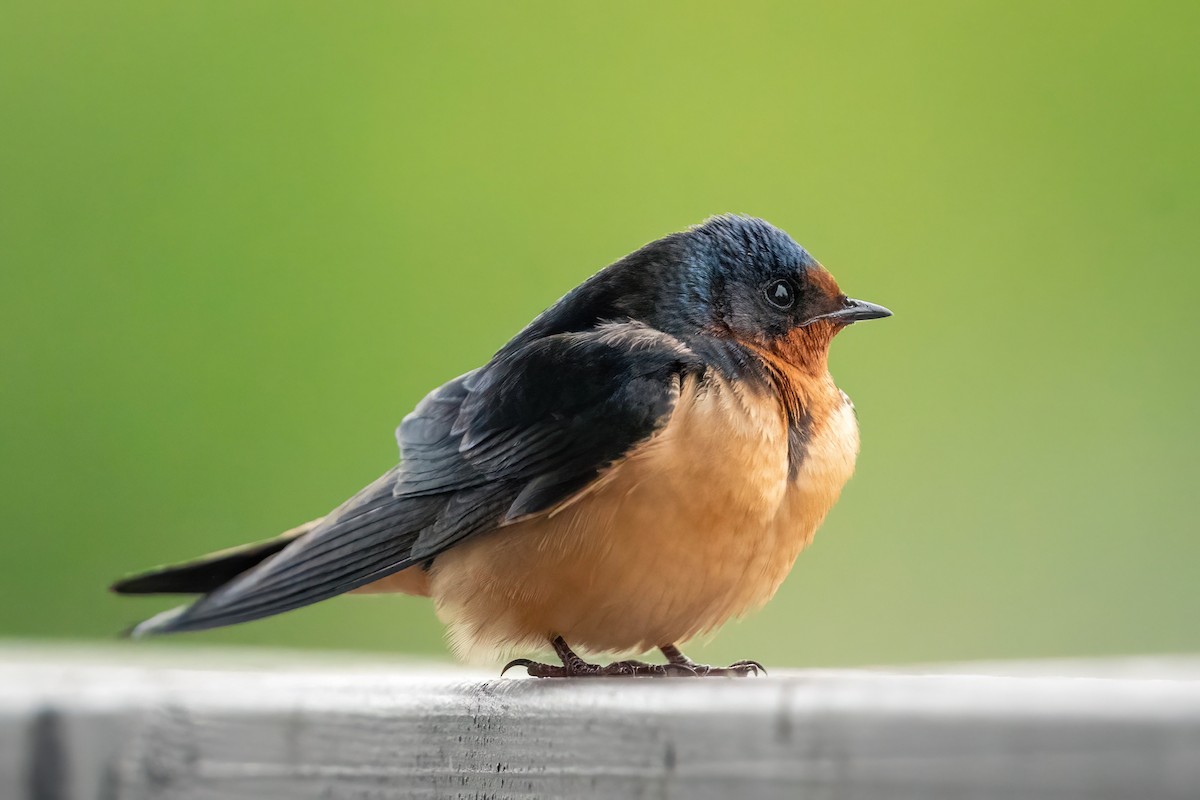 Barn Swallow - ML618730706