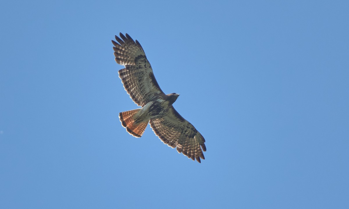 Red-tailed Hawk - Stephen Mann