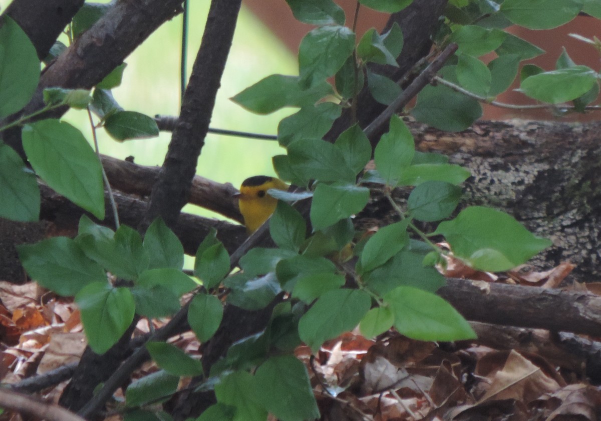 Wilson's Warbler - ML618730720