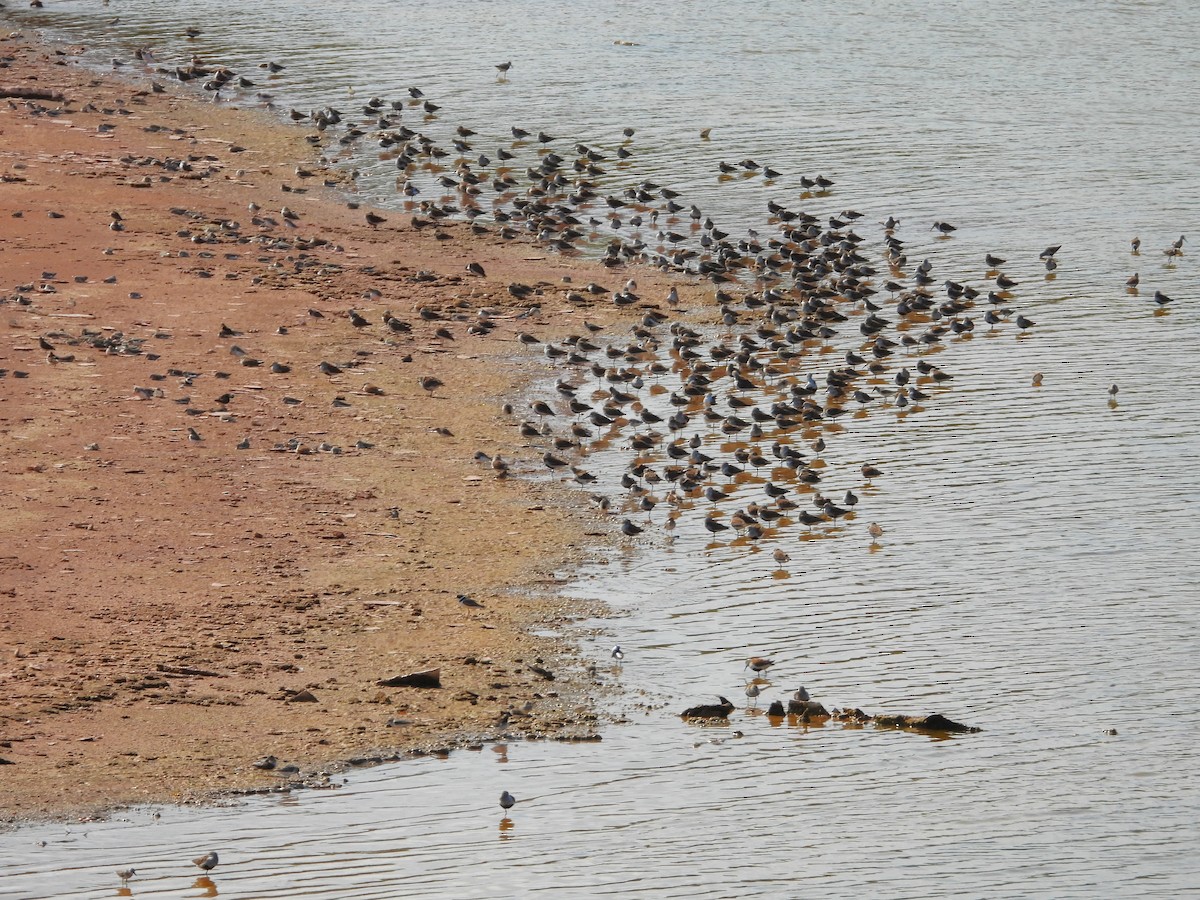 Dunlin - ML618730739