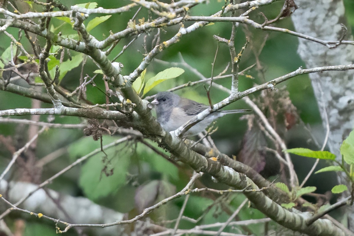 Dark-eyed Junco - ML618730744