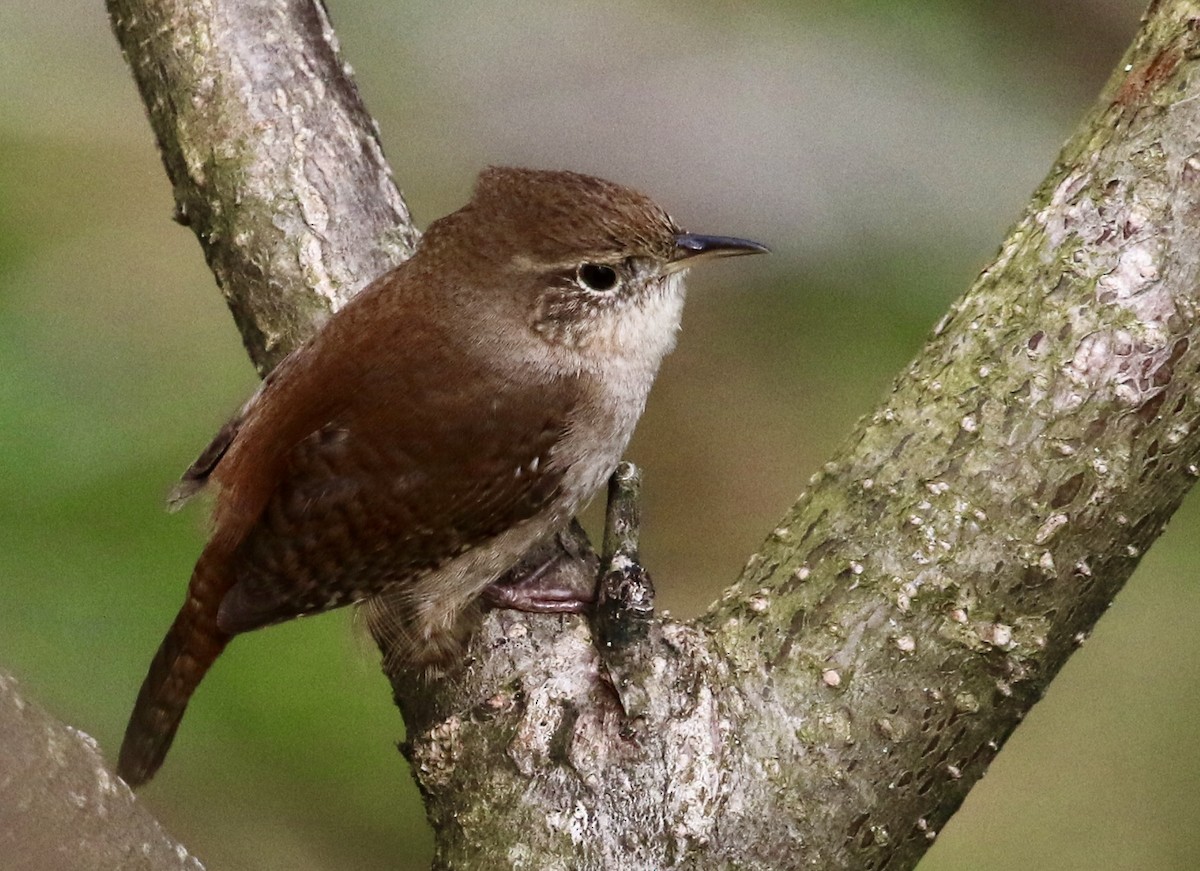 House Wren (Northern) - ML618730763