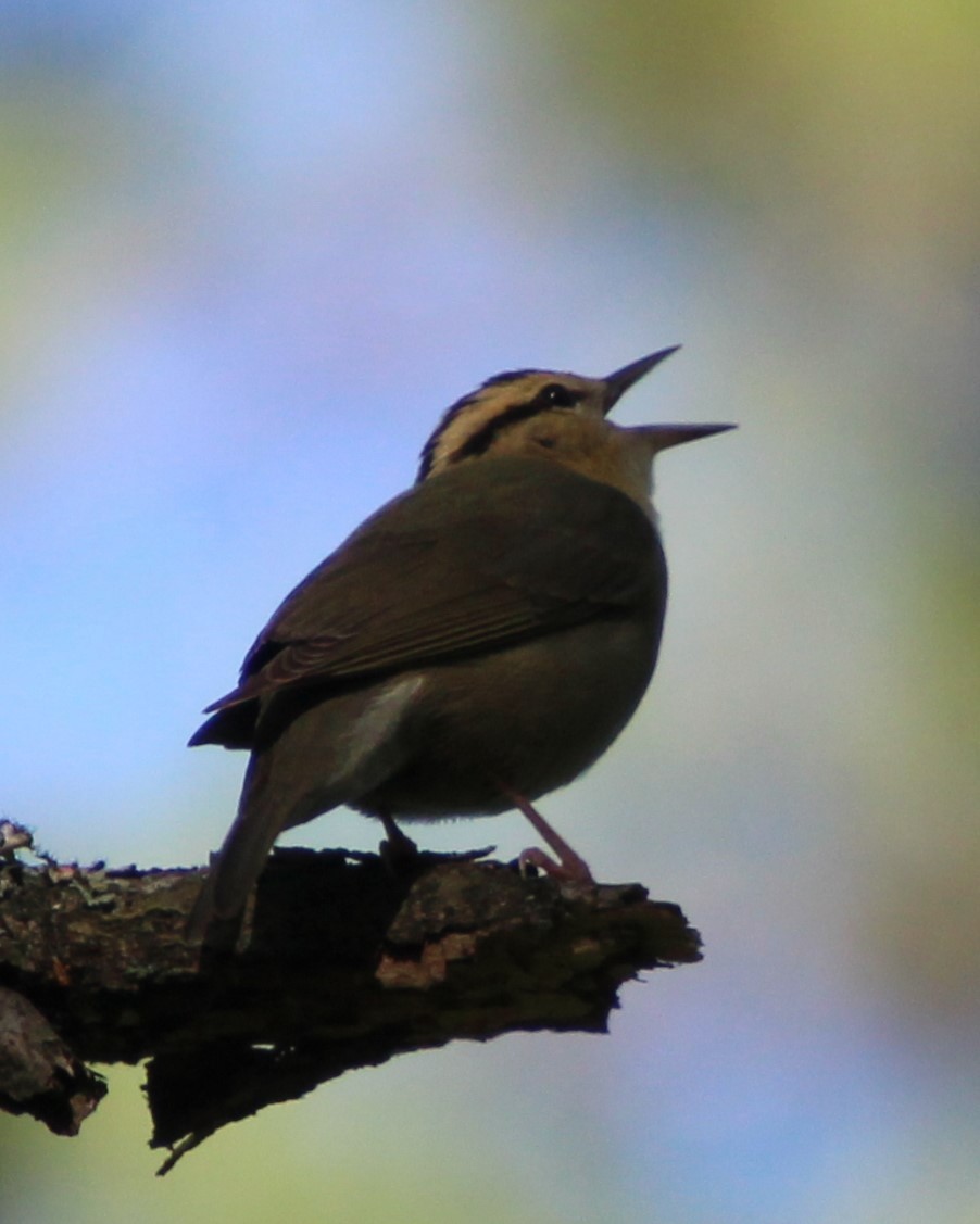 Worm-eating Warbler - ML618730776