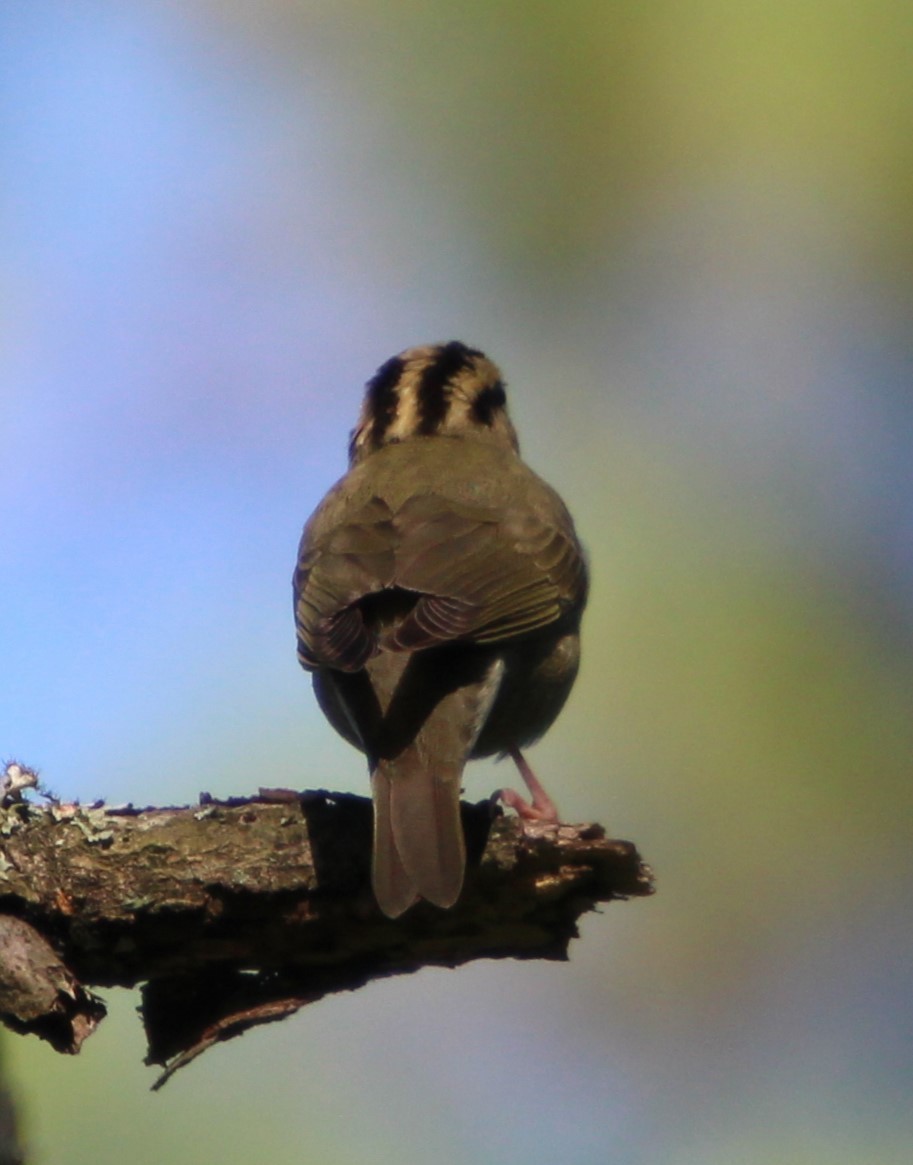 Worm-eating Warbler - ML618730777