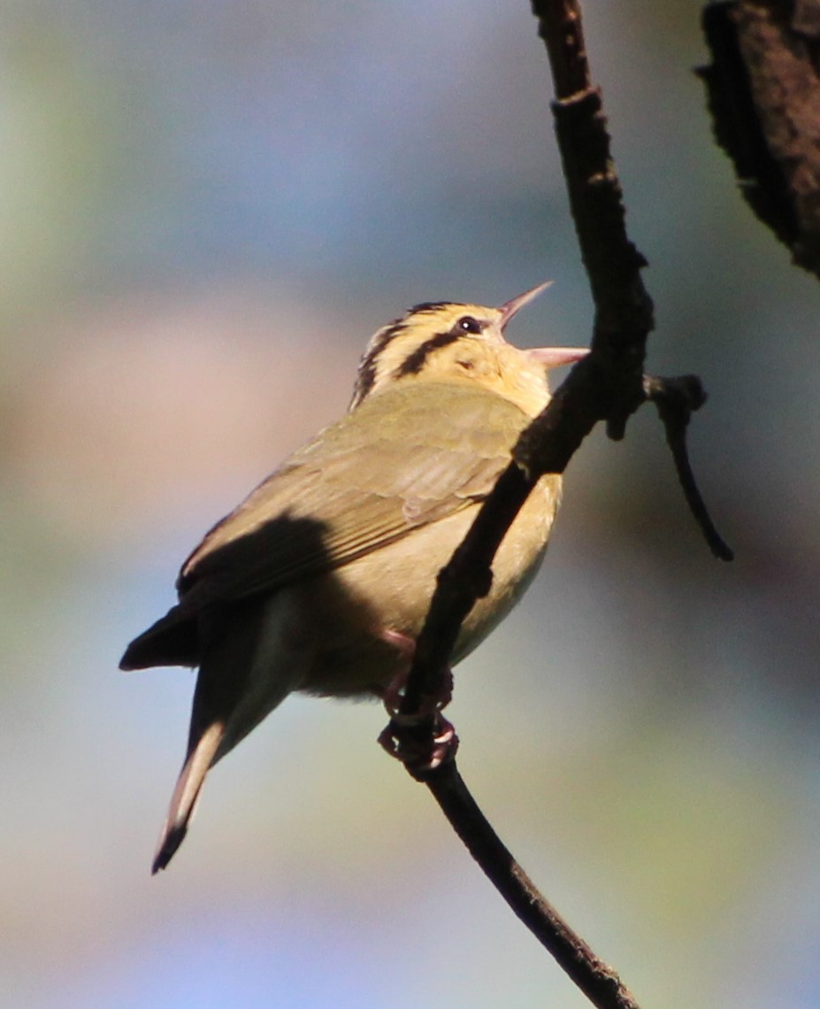 Worm-eating Warbler - ML618730778