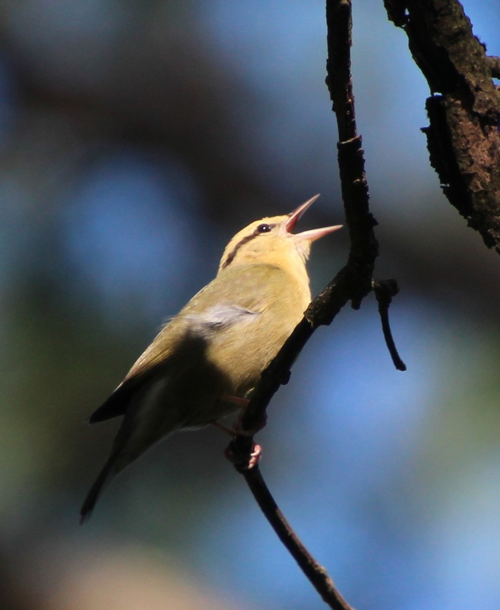 Worm-eating Warbler - ML618730779
