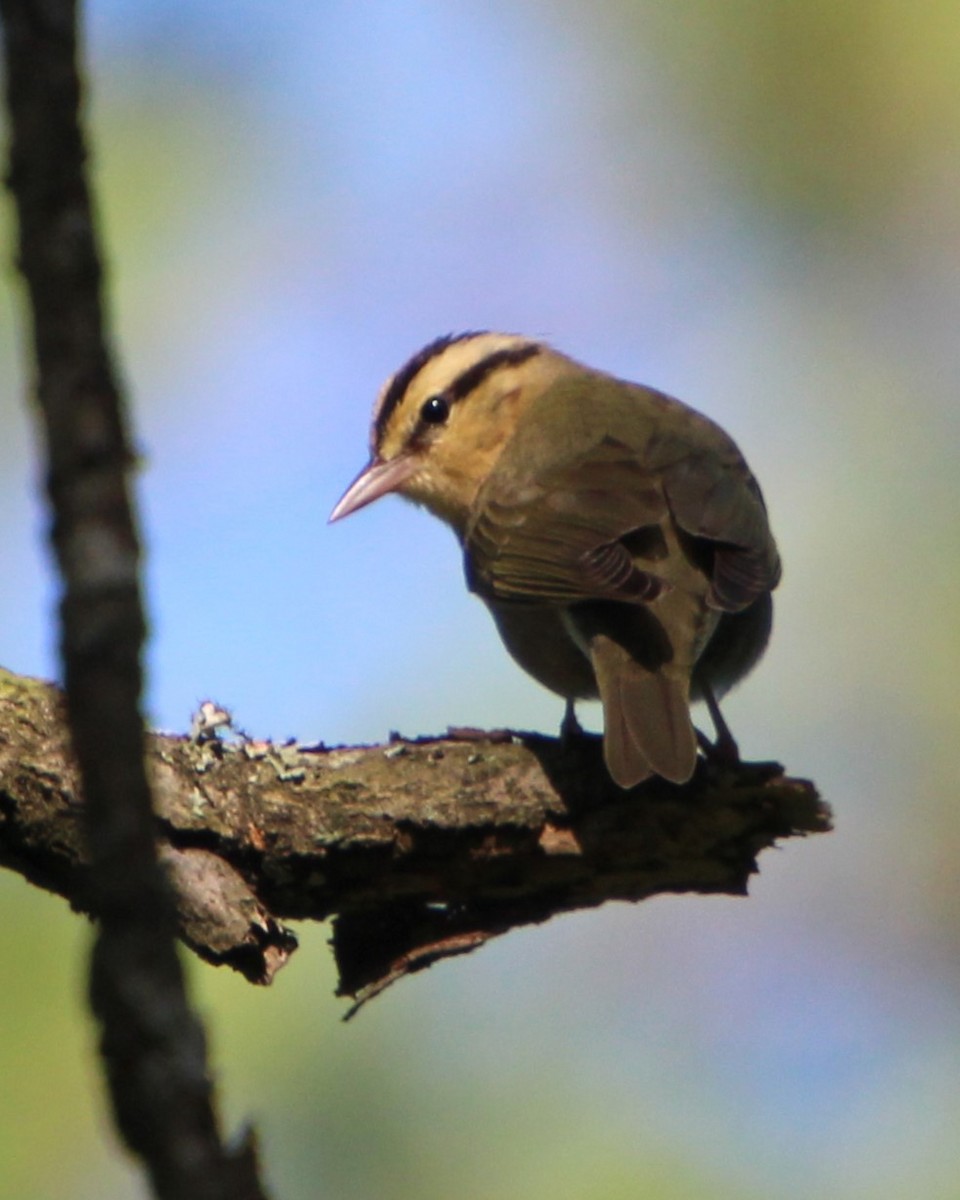 Worm-eating Warbler - ML618730780