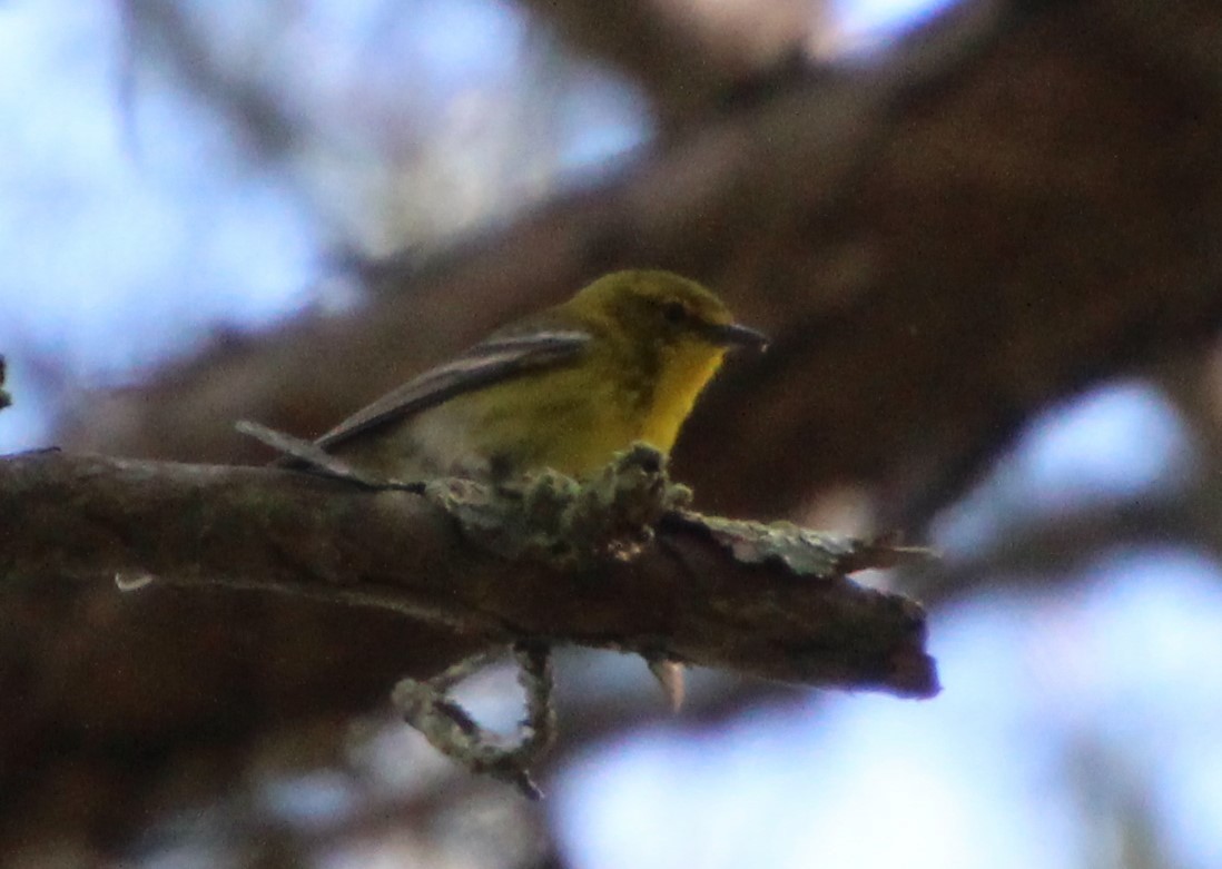 Pine Warbler - ML618730825
