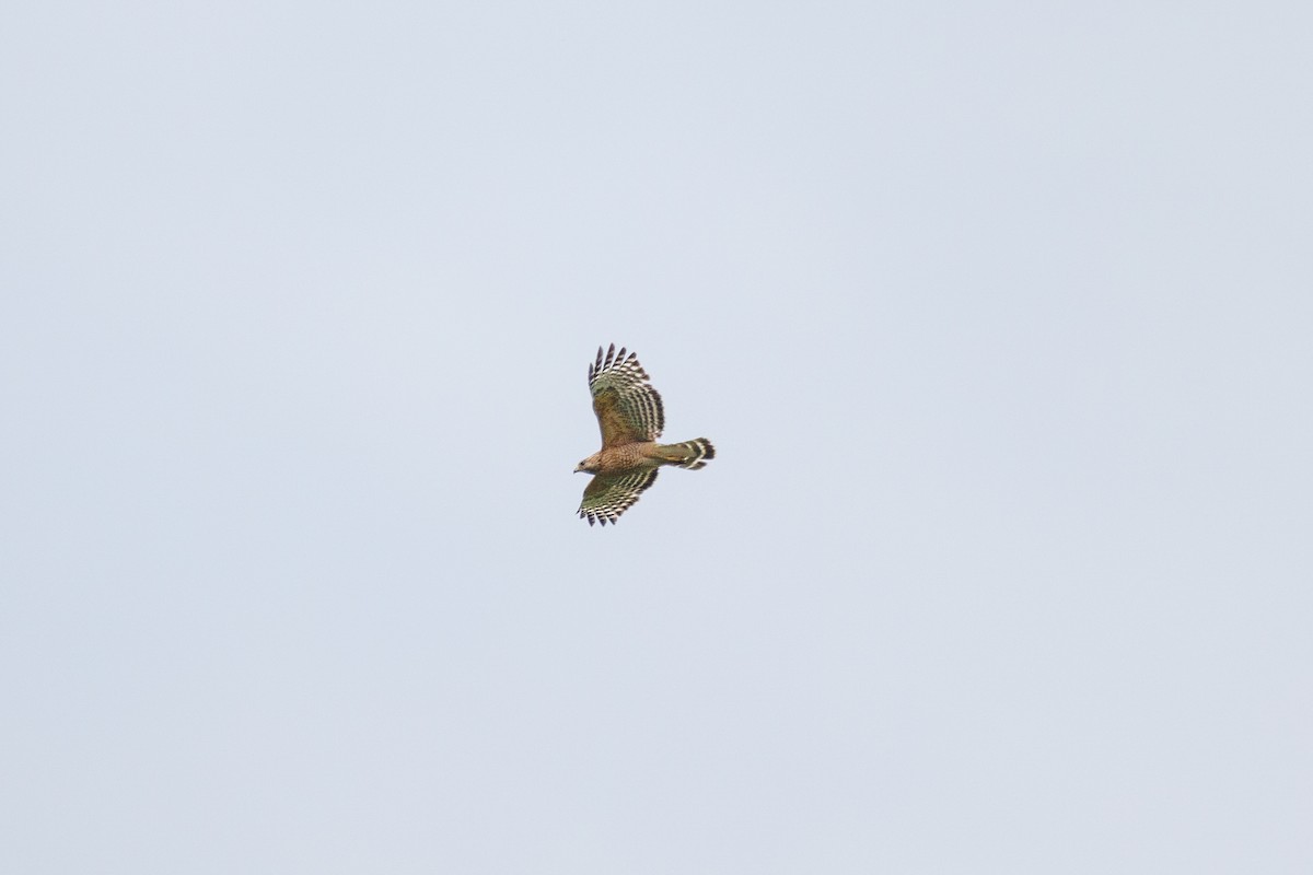 Red-shouldered Hawk - ML618730827