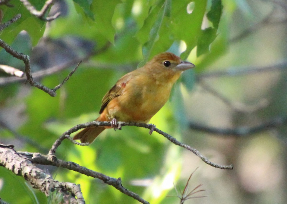 Summer Tanager - ML618730841