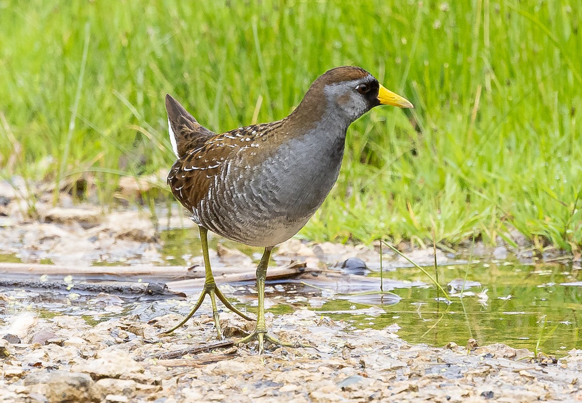 カオグロクイナ - ML618730844