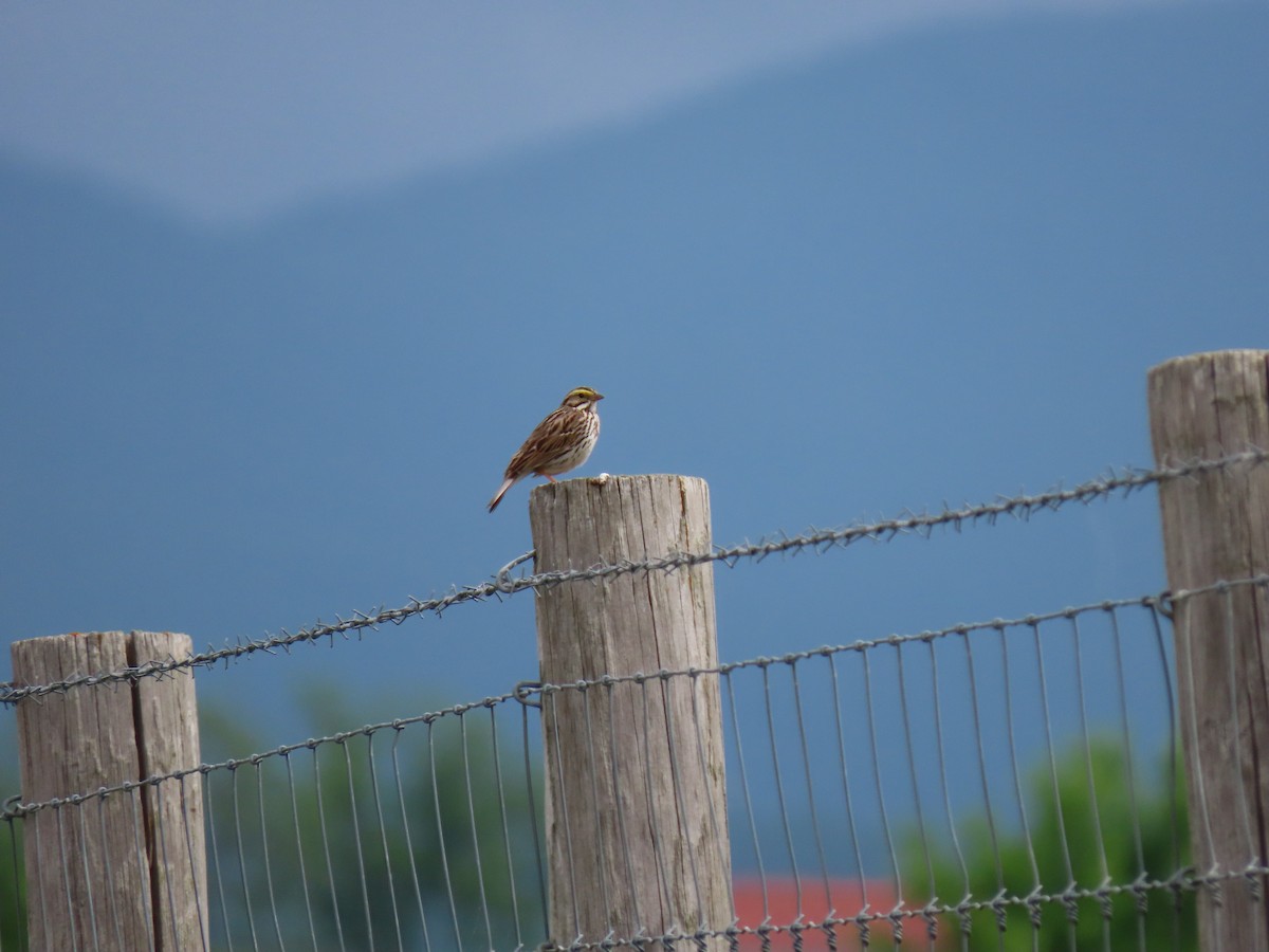 Savannah Sparrow - Doug Graham