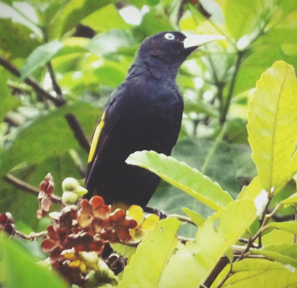 Yellow-rumped Cacique - ML618730877