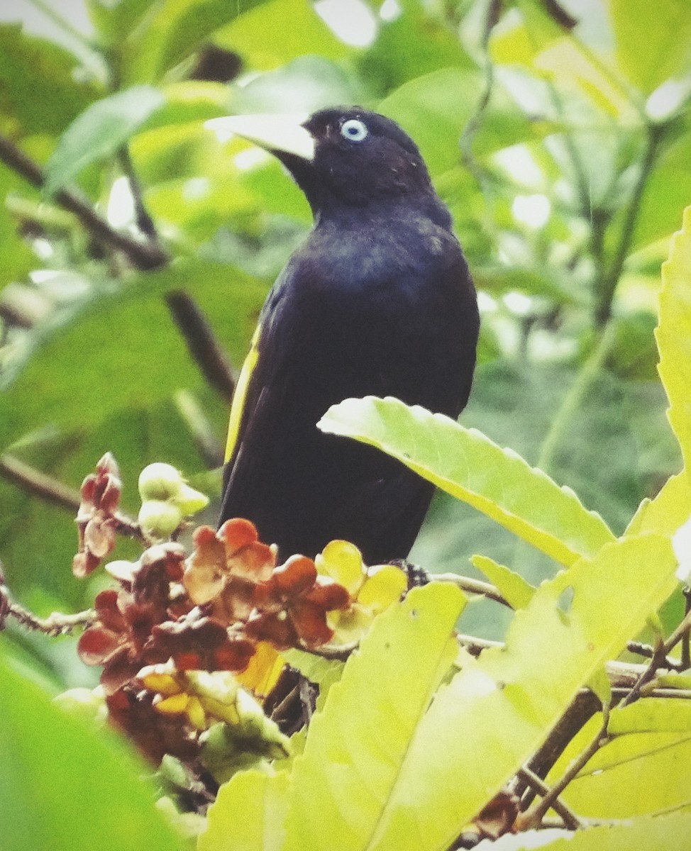 Yellow-rumped Cacique - Pablo Alvia