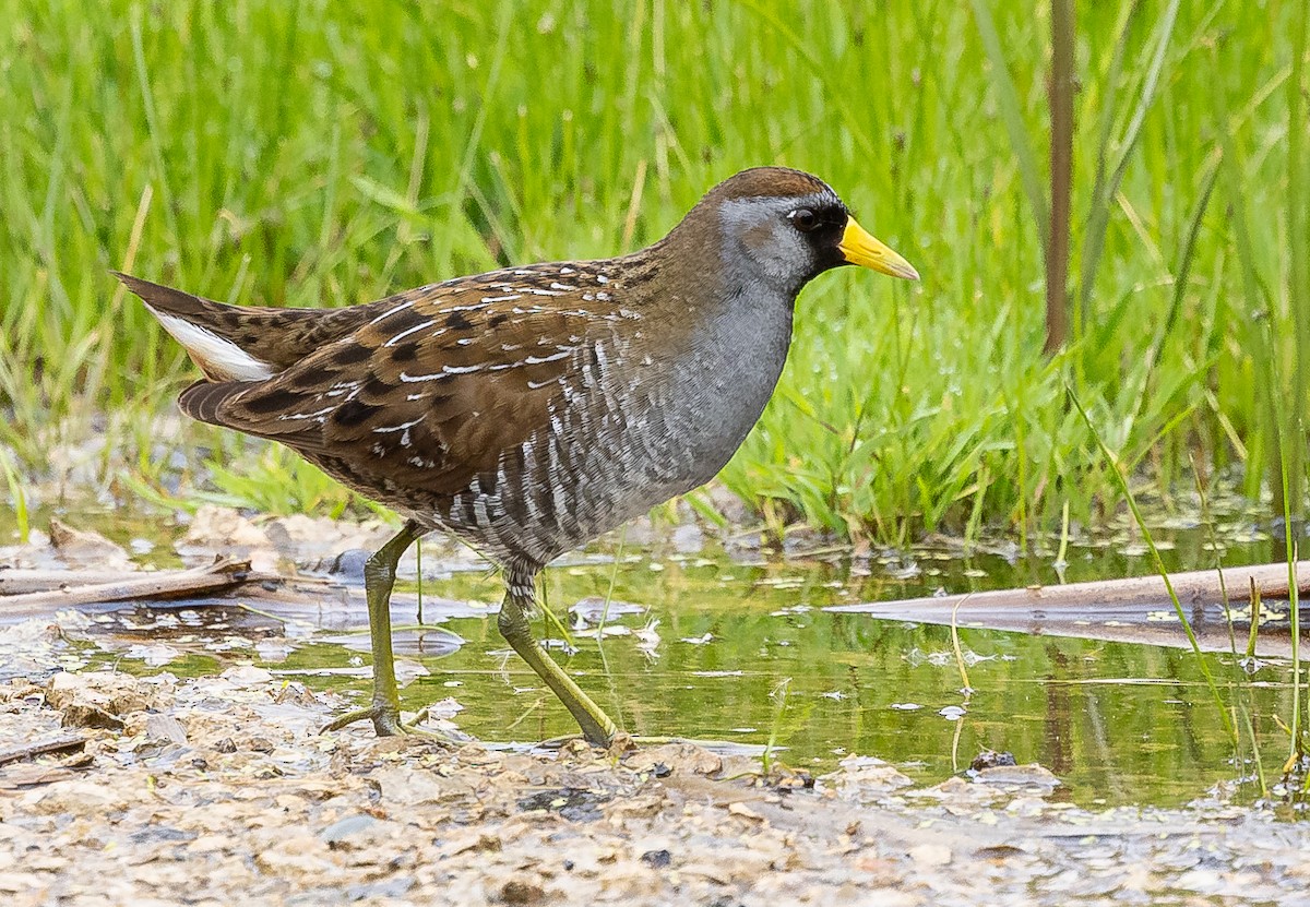 カオグロクイナ - ML618730879