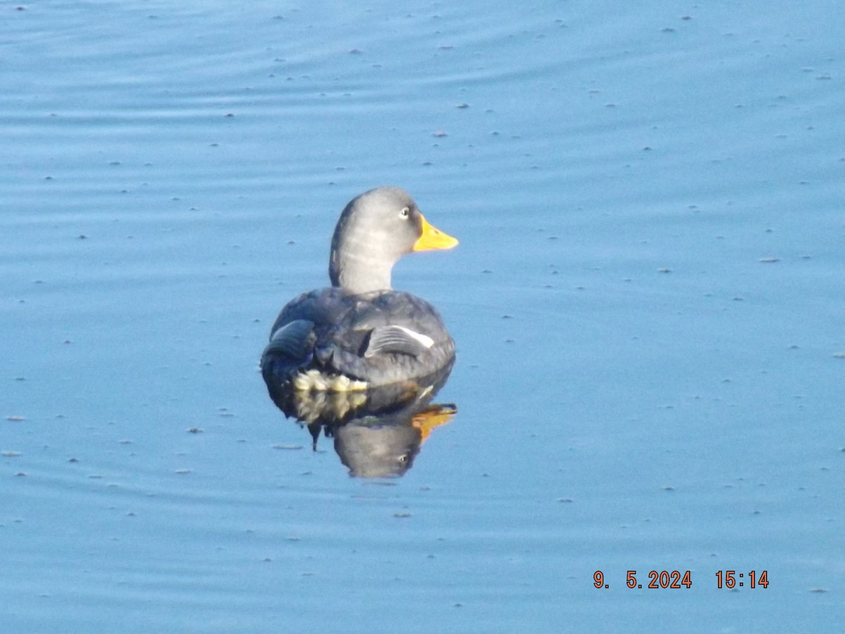 Flightless Steamer-Duck - ML618730880