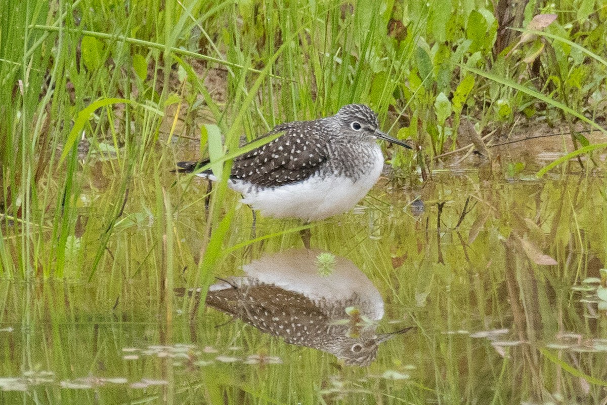 Solitary Sandpiper - ML618730893