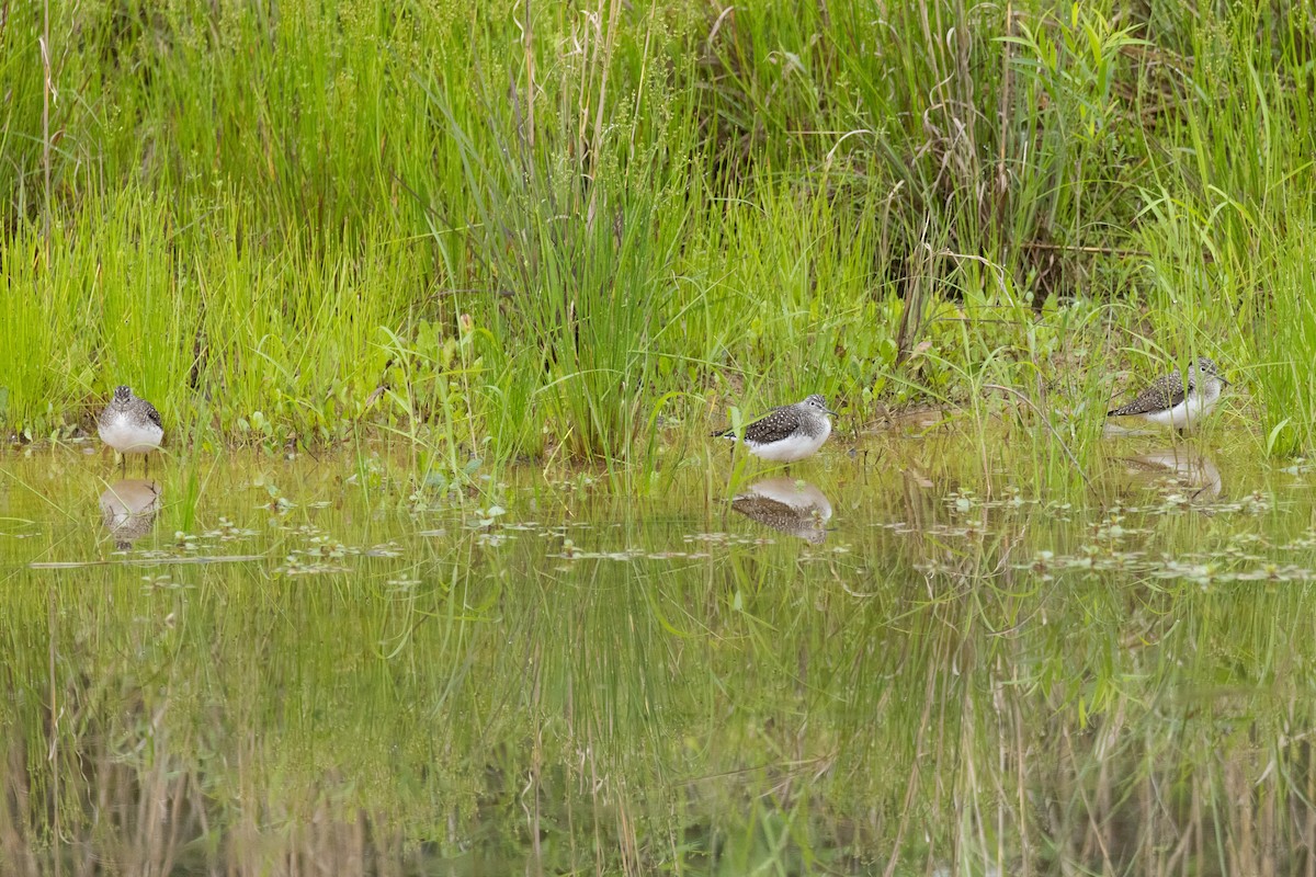 Solitary Sandpiper - ML618730895