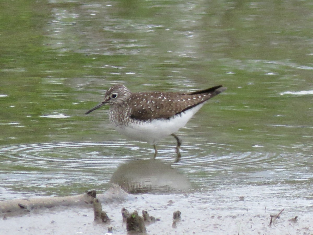 Solitary Sandpiper - ML618730939