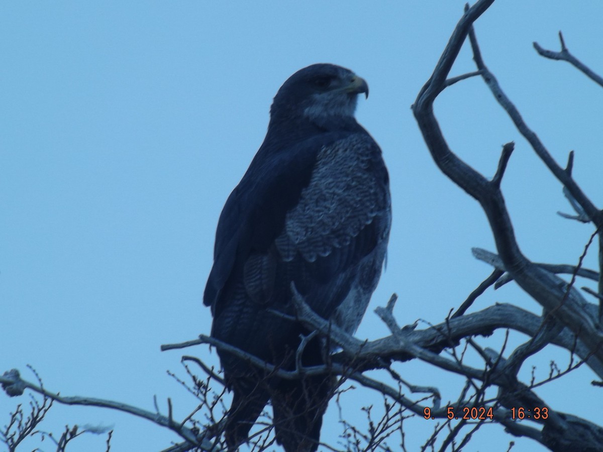 Black-chested Buzzard-Eagle - ML618730946