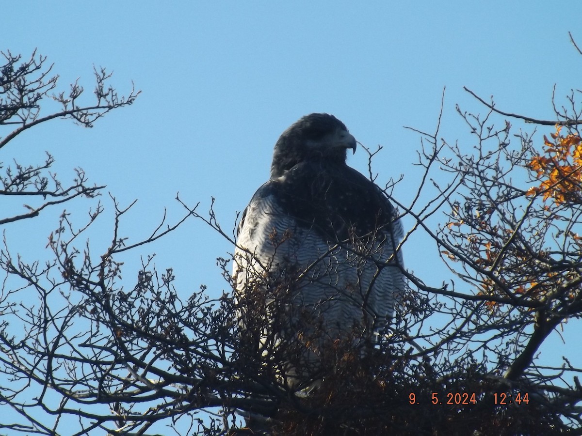 Black-chested Buzzard-Eagle - Gustavo Bahamondes