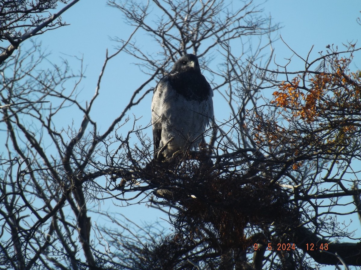 Black-chested Buzzard-Eagle - Gustavo Bahamondes