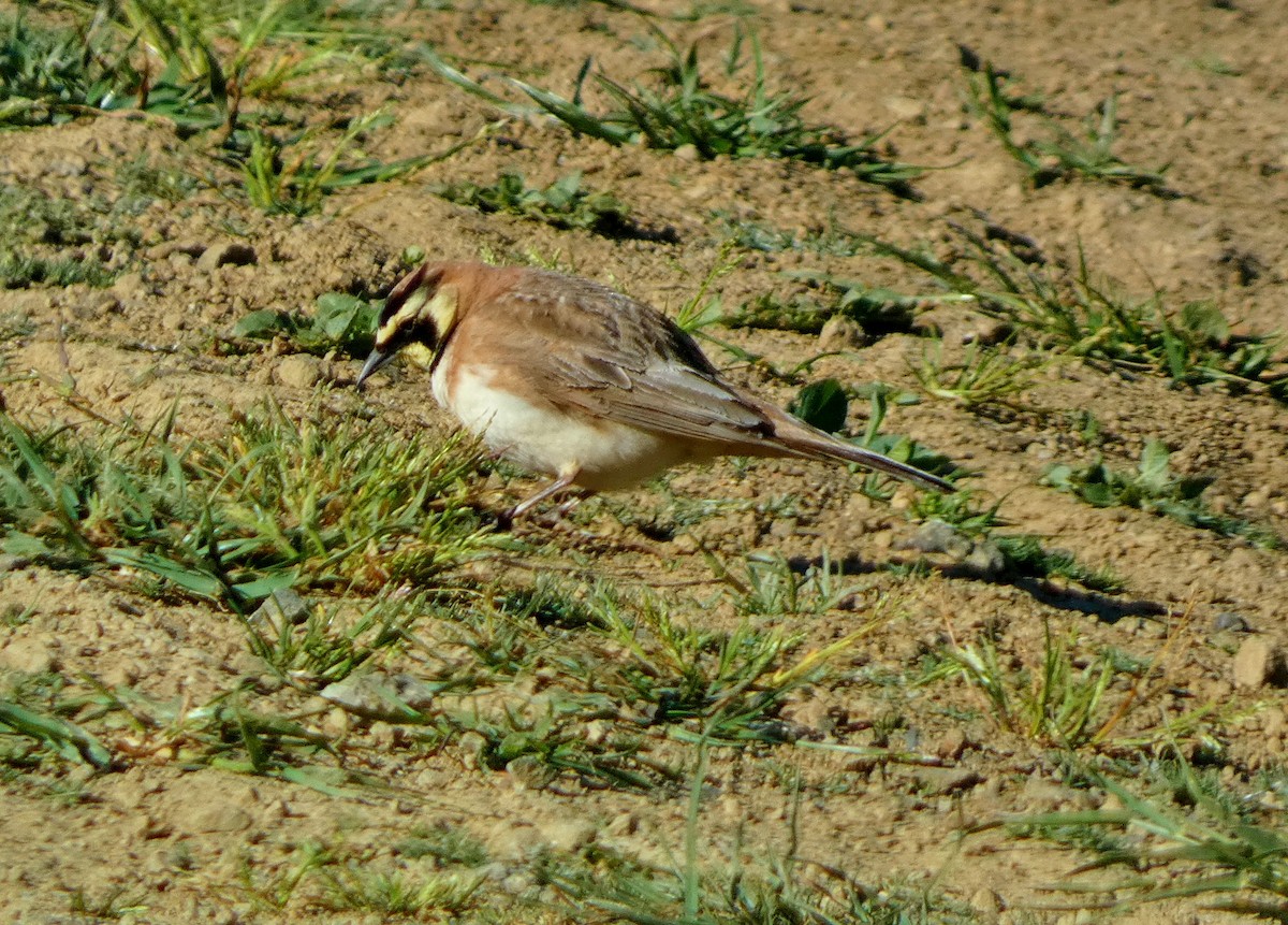 Horned Lark - David Assmann