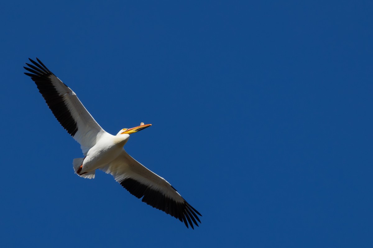 pelikán severoamerický - ML618730966