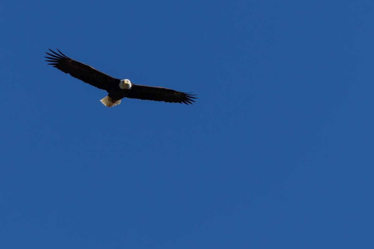 Bald Eagle - David R. Scott