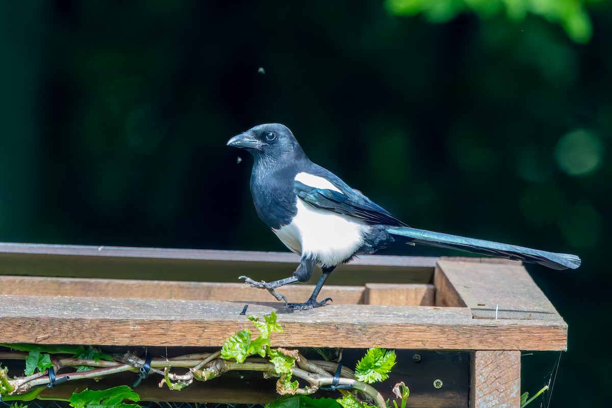 Eurasian Magpie - ML618730987