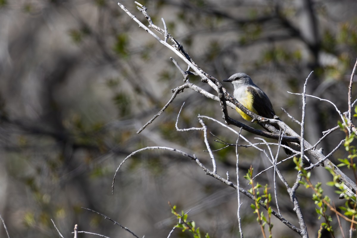 Western Kingbird - David R. Scott