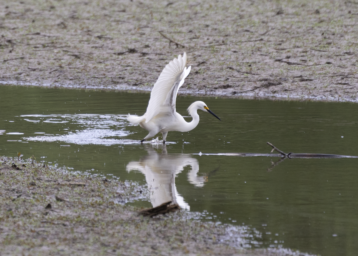 Snowy Egret - ML618731010