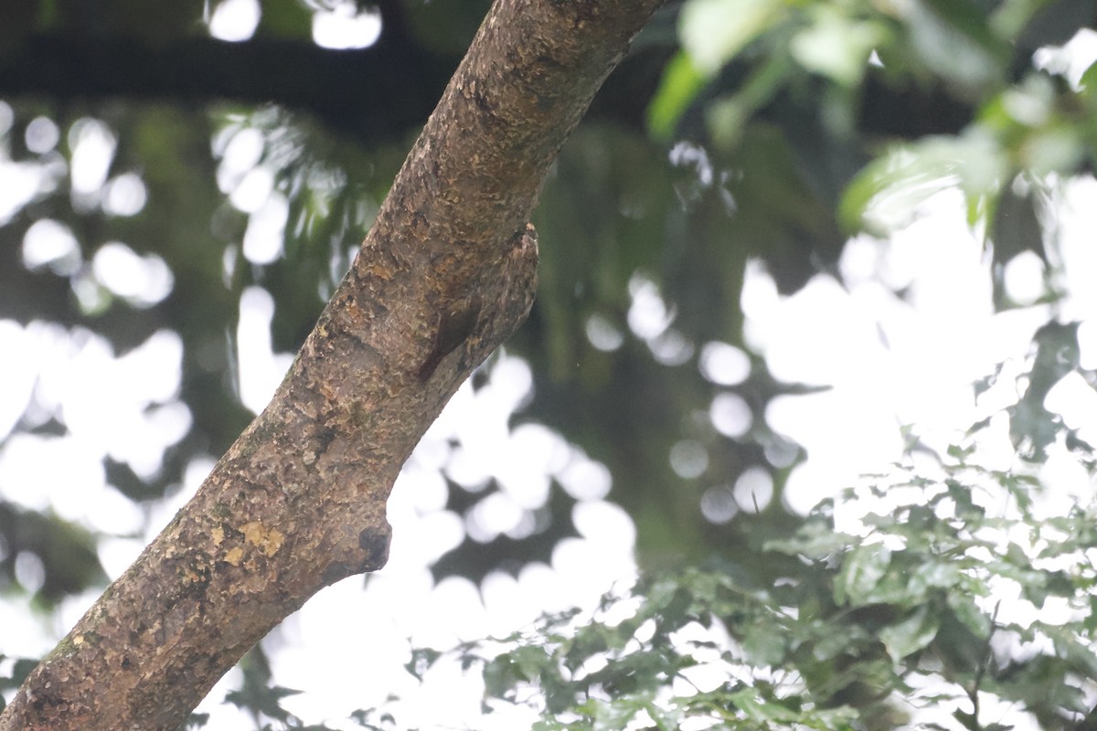 Wedge-billed Woodcreeper - ML618731019