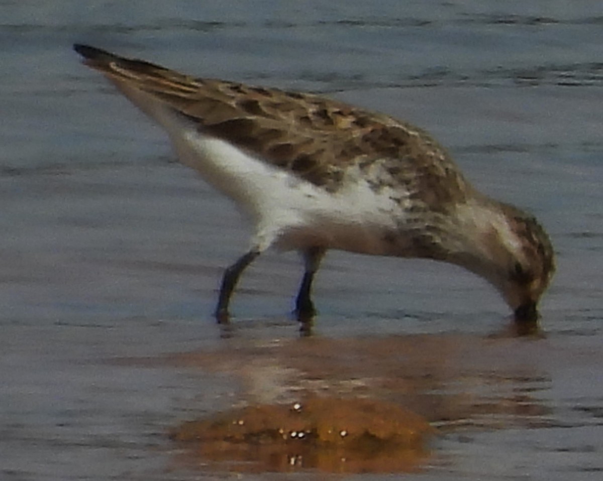 Semipalmated Sandpiper - Eric Haskell