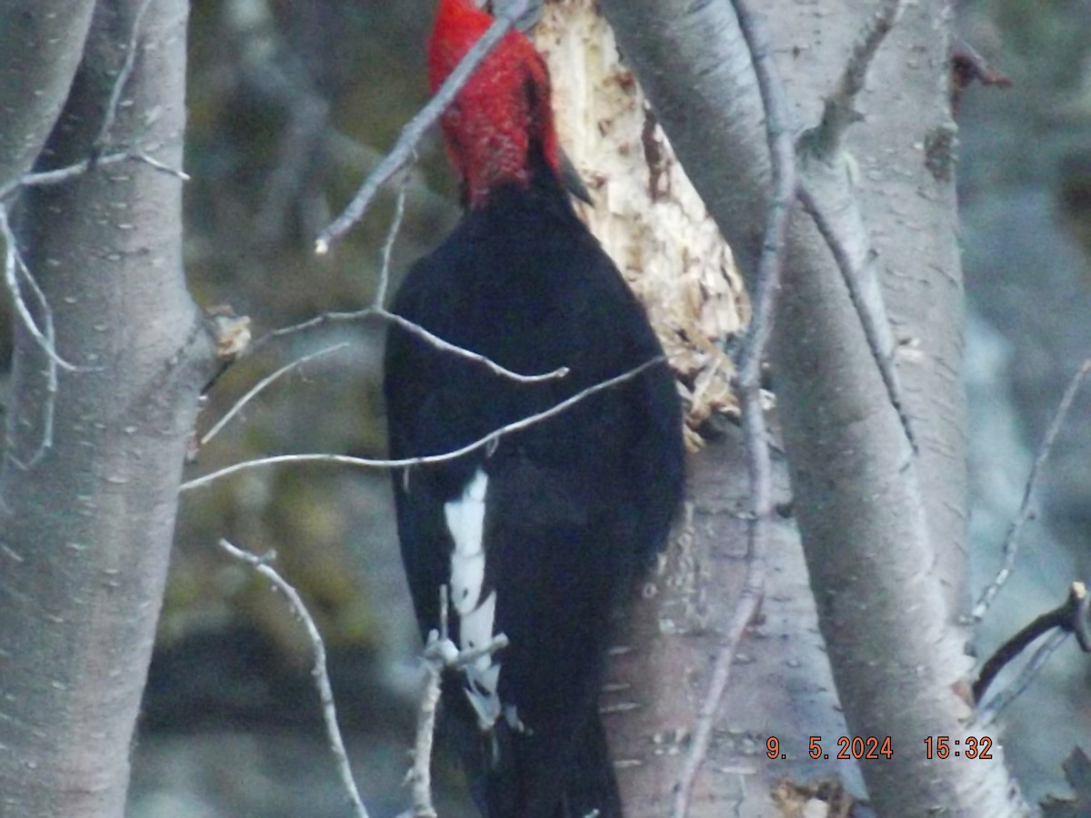 Magellanic Woodpecker - Gustavo Bahamondes