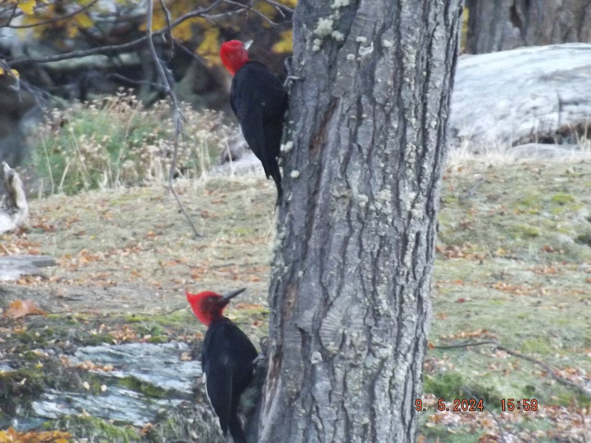 Magellanic Woodpecker - Gustavo Bahamondes