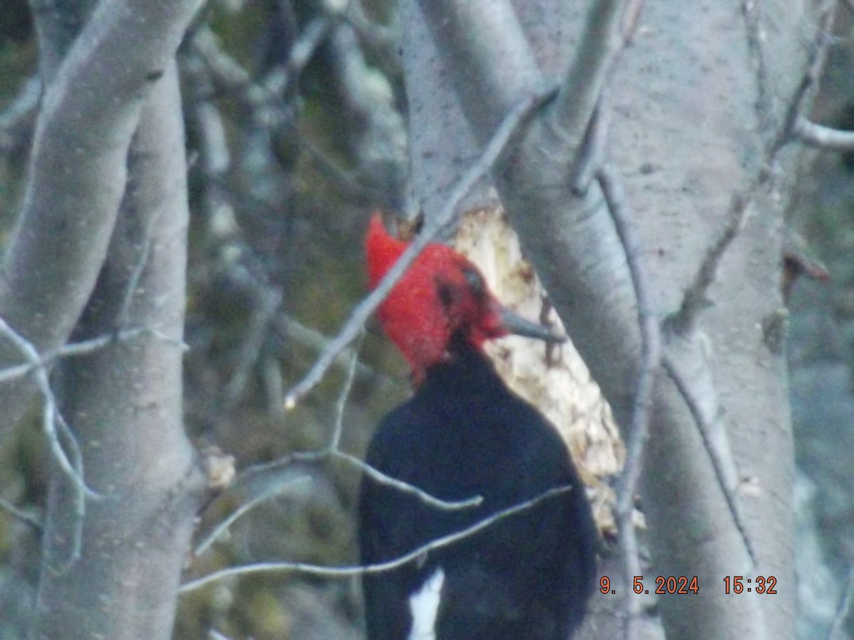 Magellanic Woodpecker - Gustavo Bahamondes