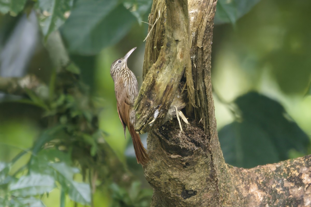 Streak-headed Woodcreeper - ML618731066