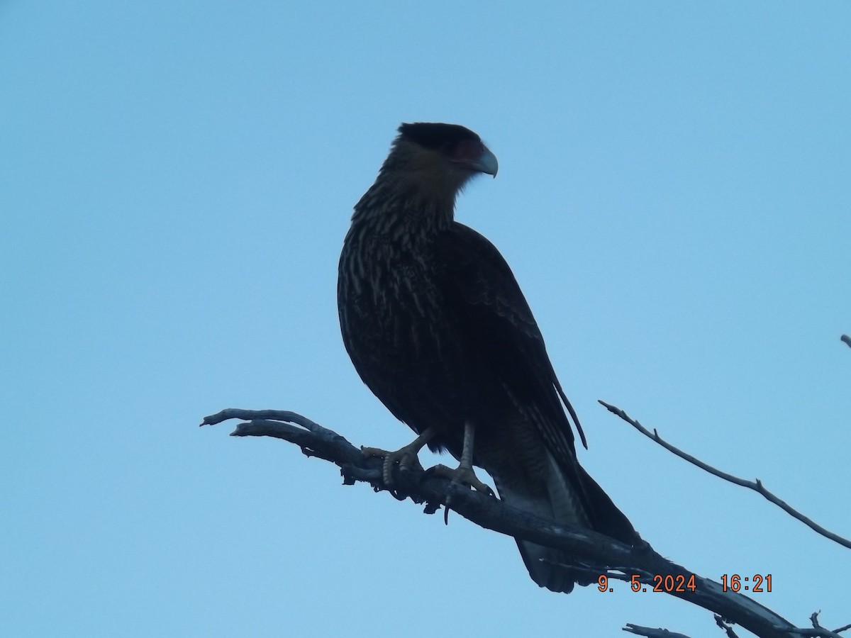 Crested Caracara - Gustavo Bahamondes