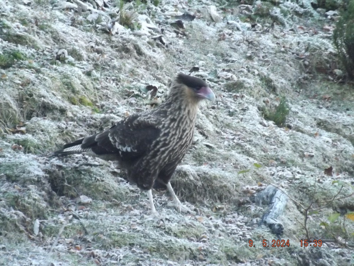 Crested Caracara - Gustavo Bahamondes