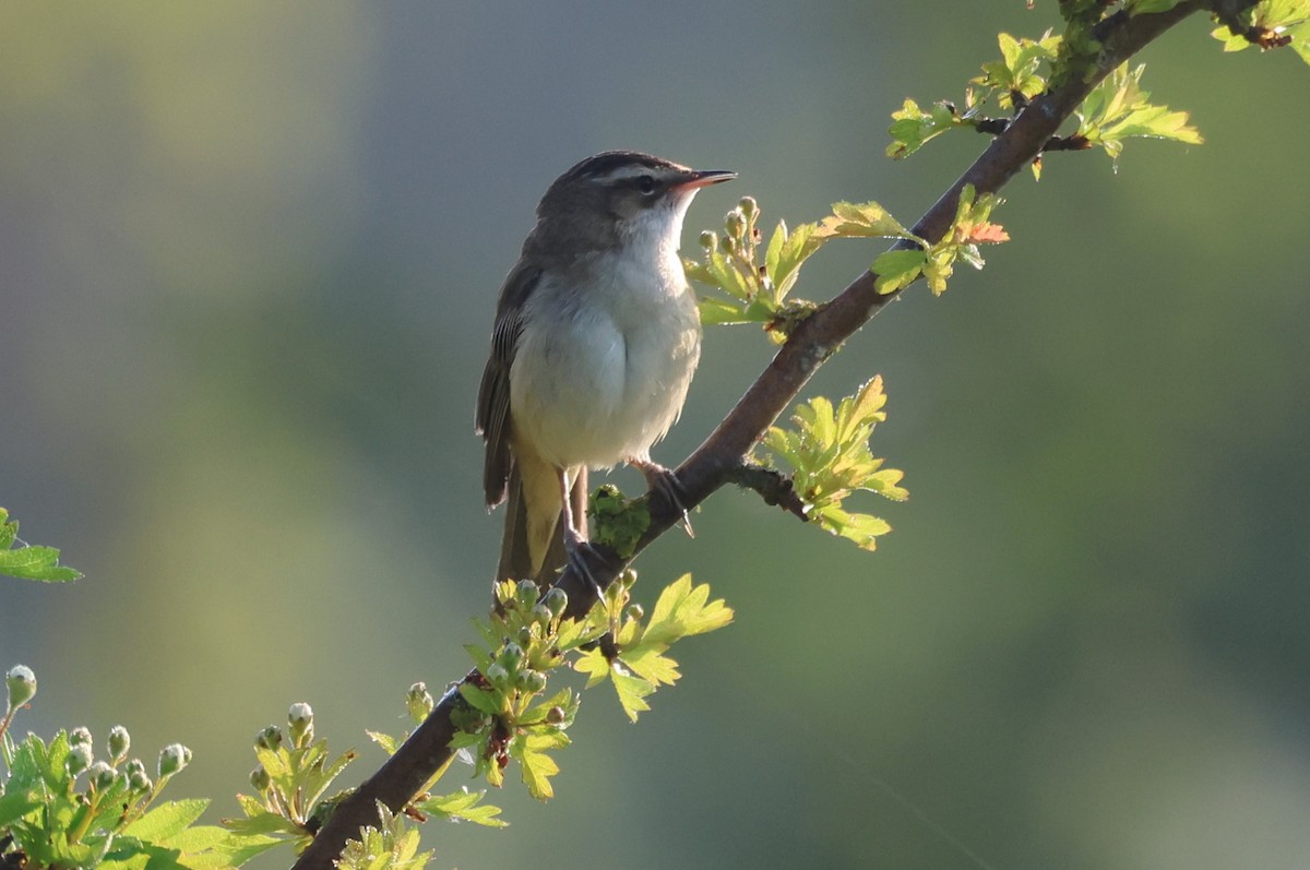 Sedge Warbler - Alan Bird