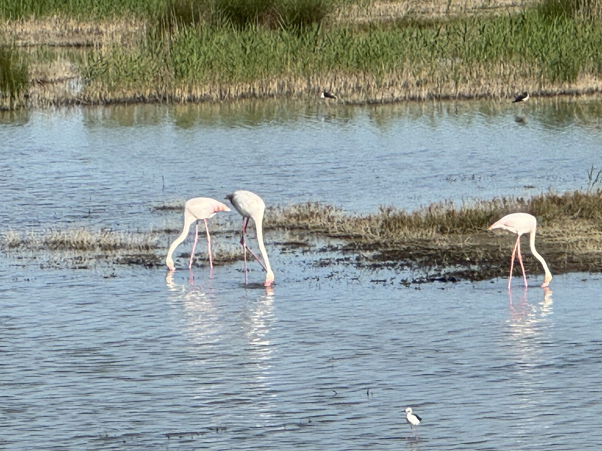 Greater Flamingo - ML618731102
