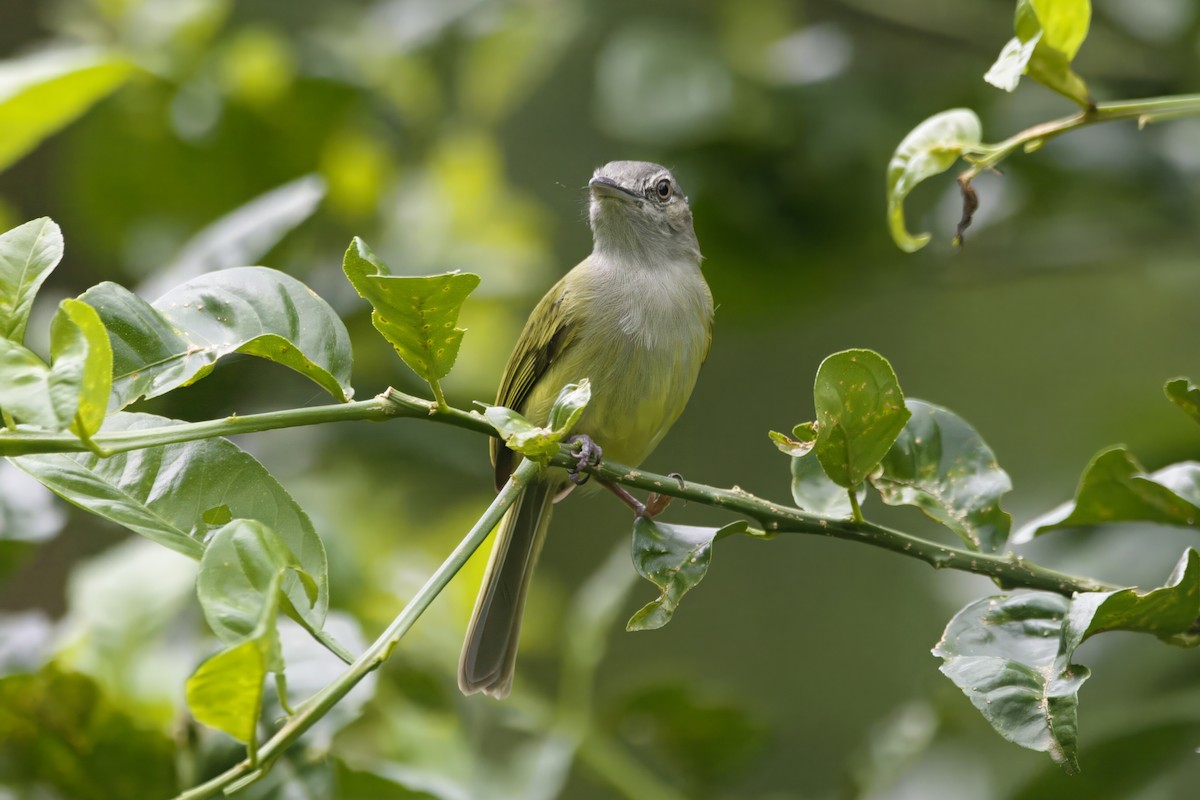 Yellow-olive Flatbill - Gareth Bowes